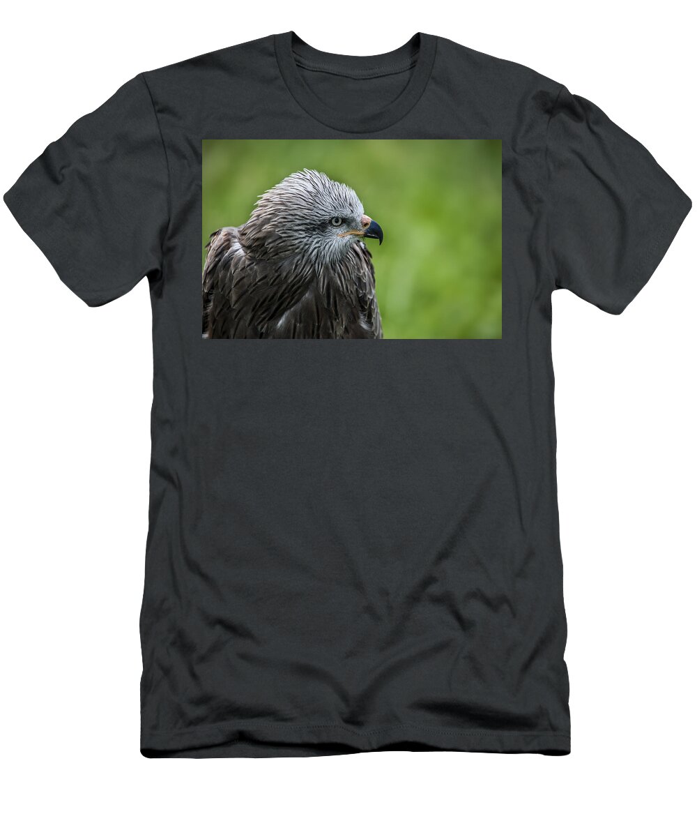 Black Kite T-Shirt featuring the photograph Black kite 2 by Arterra Picture Library