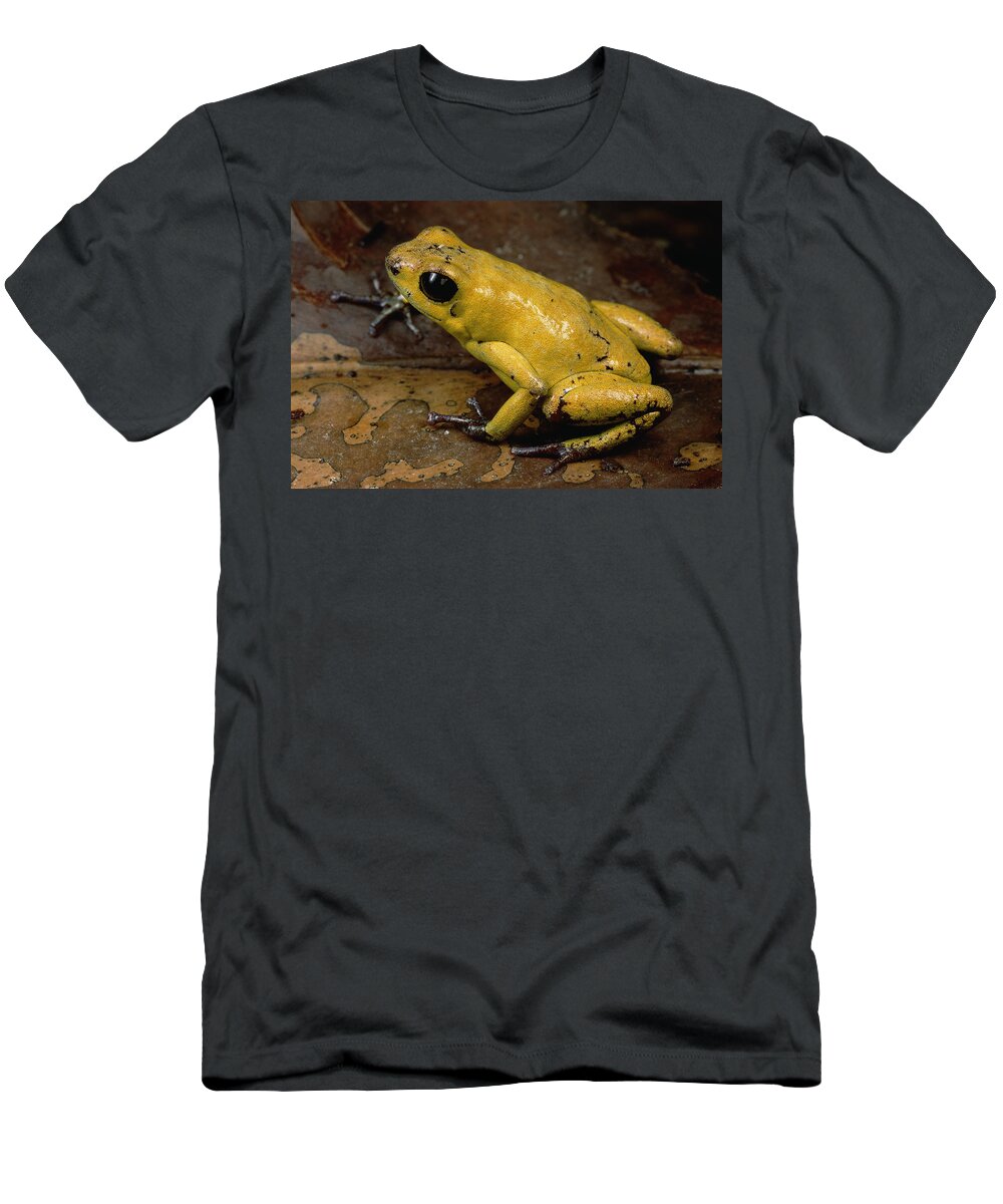 Feb0514 T-Shirt featuring the photograph Black-legged Poison Dart Frog Colombia by Mark Moffett