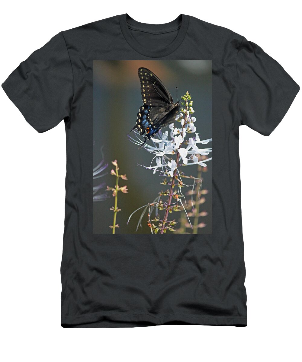 Butterfly T-Shirt featuring the photograph Black Swallowtail Among the Cats Whiskers by Suzanne Gaff