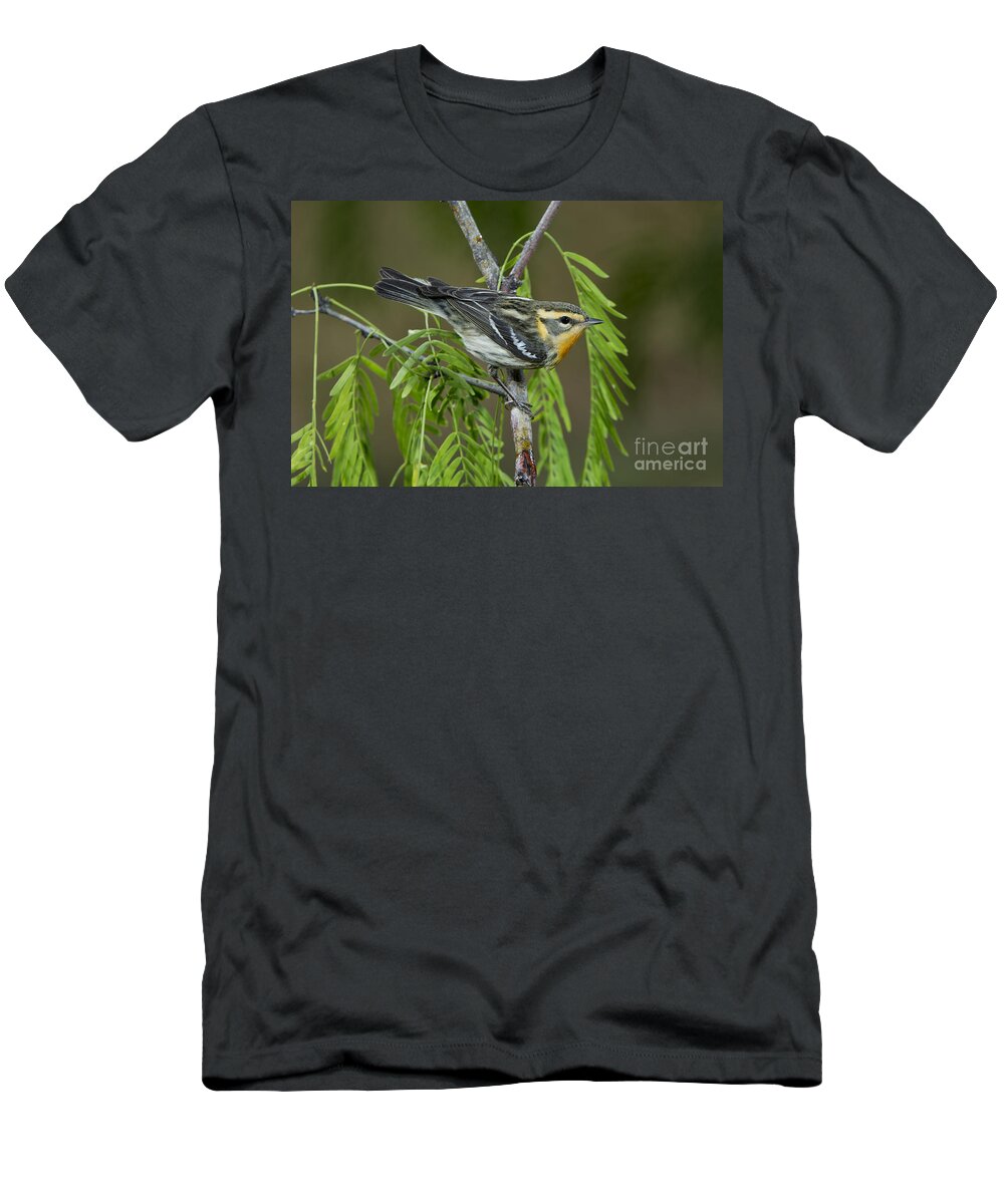 Blackburnian Warbler T-Shirt featuring the photograph Blackburnian Warbler by Anthony Mercieca