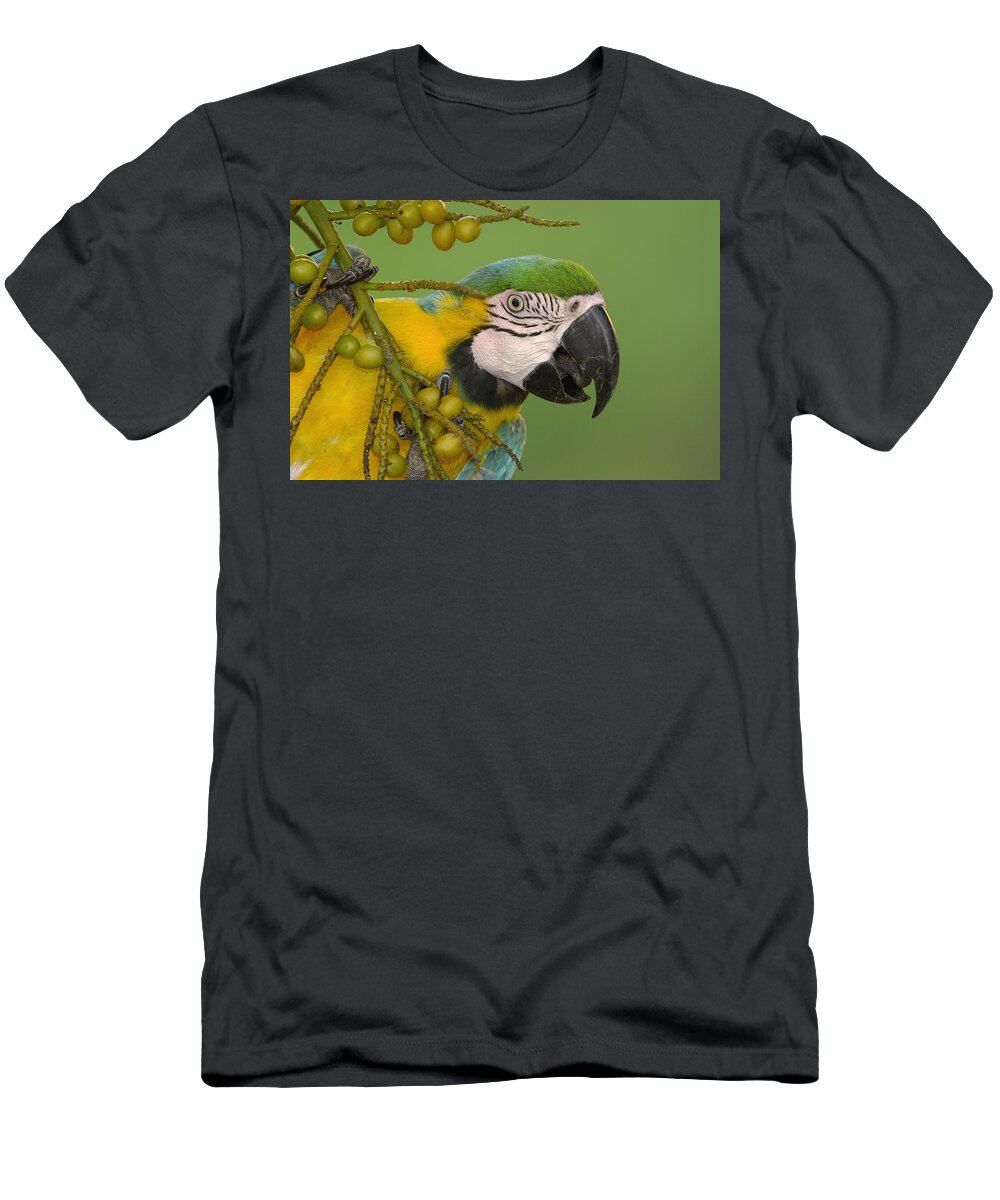Feb0514 T-Shirt featuring the photograph Blue And Yellow Macaw Feeding On Palm by Pete Oxford