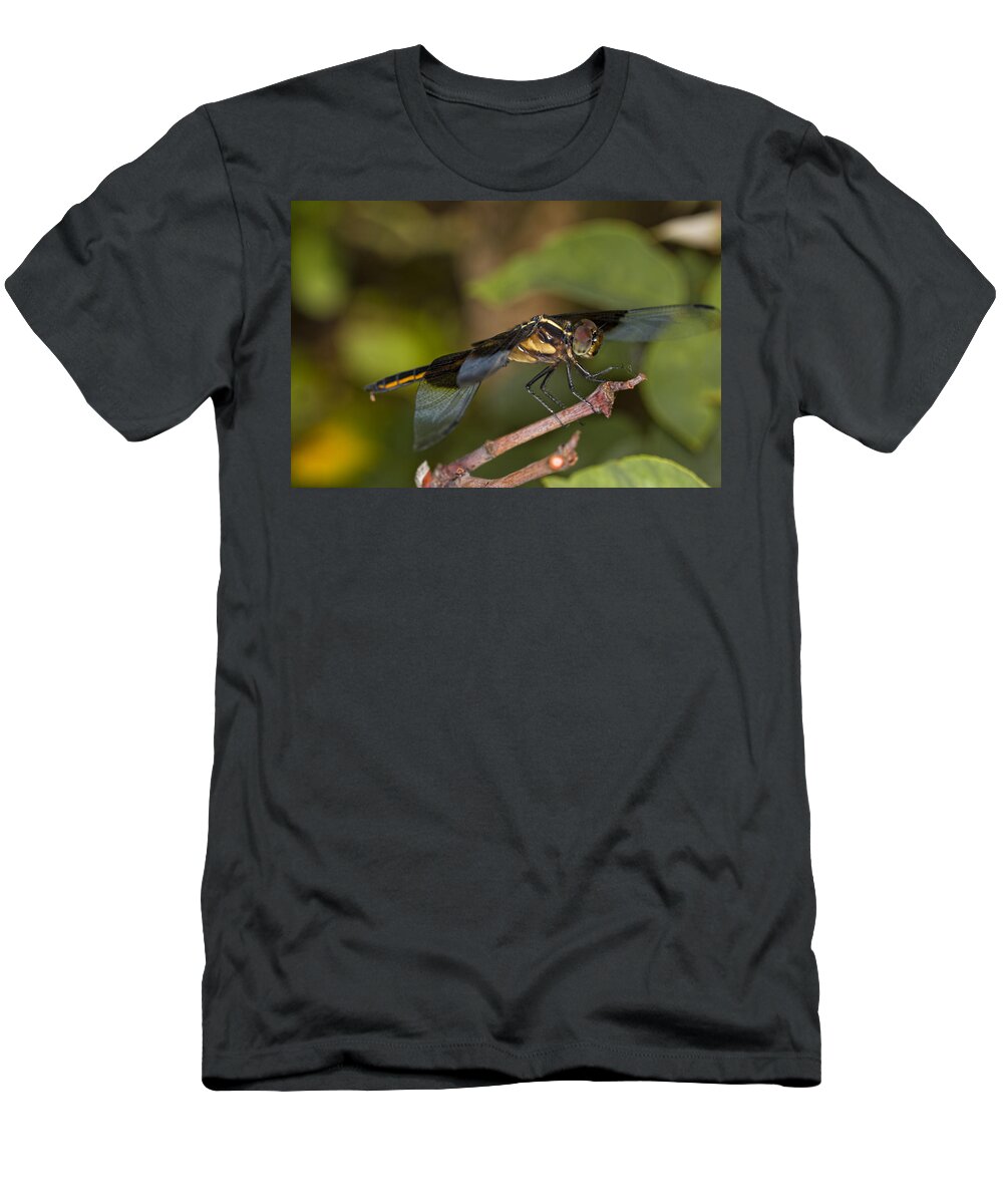 Blue Dasher T-Shirt featuring the photograph Blue Dasher Dragonfly by Jonathan Davison
