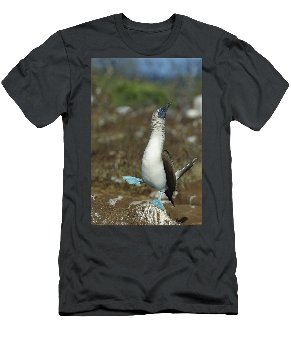 Feb0514 T-Shirt featuring the photograph Blue-footed Booby Dancing Galapagos by Tui De Roy