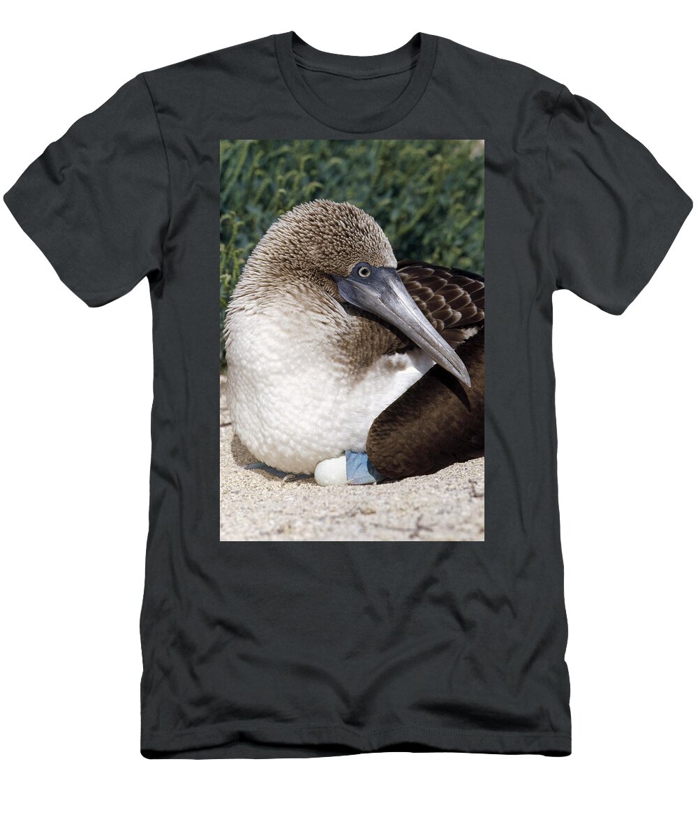 Feb0514 T-Shirt featuring the photograph Blue-footed Booby Female Incubating by Tui De Roy