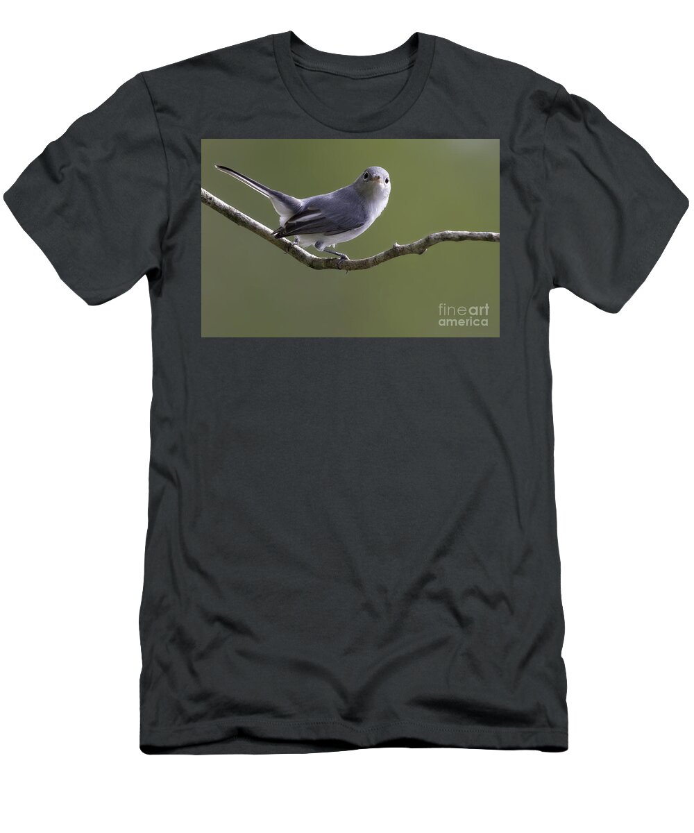 Blue-gray Gnatcatcher T-Shirt featuring the photograph Blue-gray Gnatcatcher by Meg Rousher