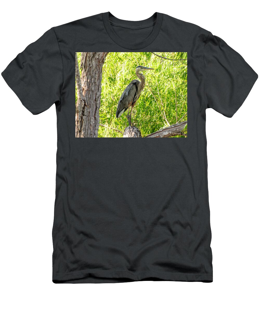Blue Heron T-Shirt featuring the photograph Blue Heron at rest by John Johnson