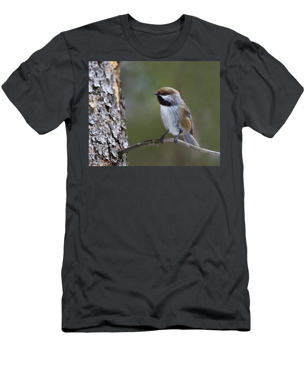 Boreal Chickadee T-Shirt featuring the photograph Boreal Chickadee by Tony Beck