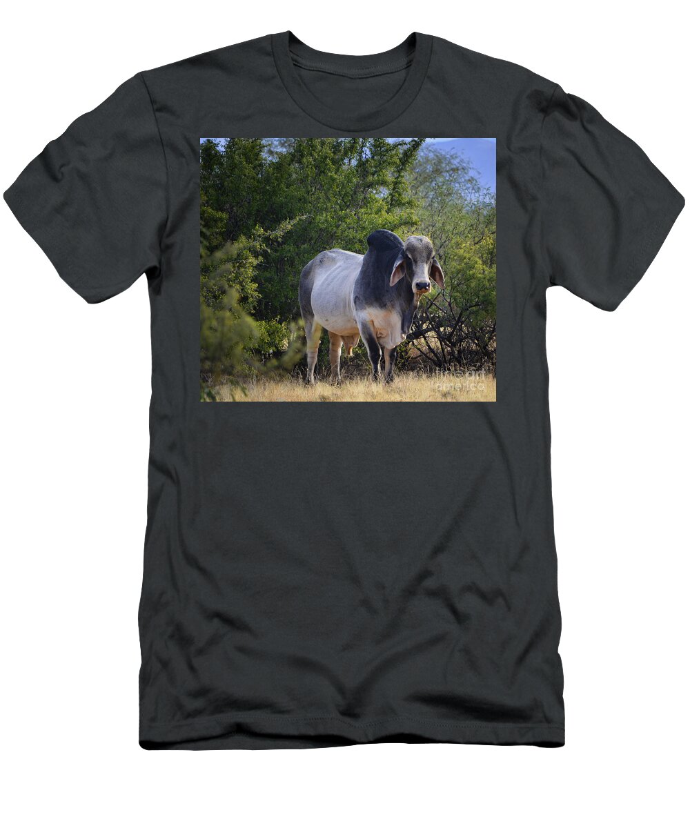 Brahma T-Shirt featuring the photograph Brahma Cow by Donna Greene