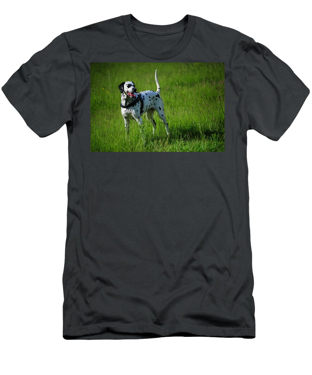 Dalmation T-Shirt featuring the photograph Brave Stand. Kokkie. Dalmation Dog by Jenny Rainbow
