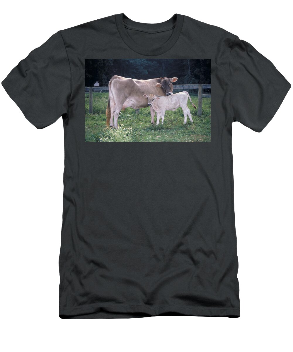 Affection T-Shirt featuring the photograph Brown Swiss by Bonnie Sue Rauch