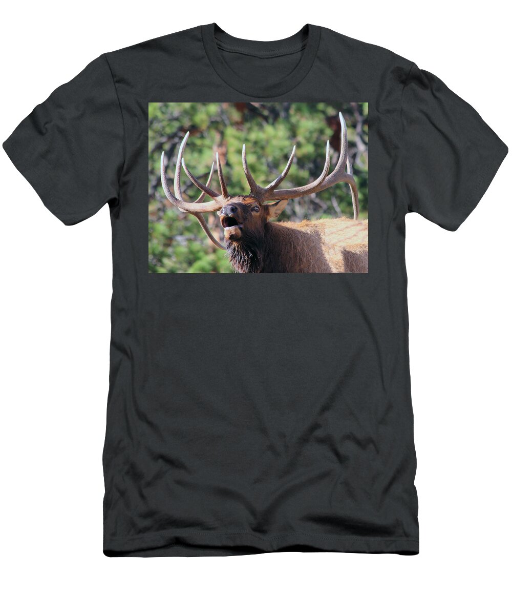 Elk T-Shirt featuring the photograph Bugling Bull by Shane Bechler