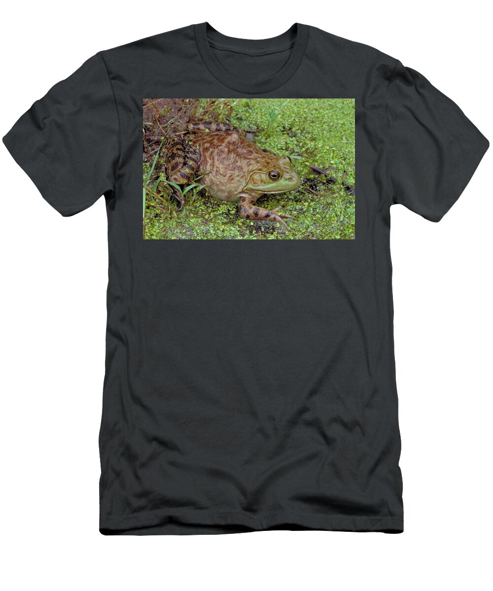 Amphibian T-Shirt featuring the photograph Bullfrog by Phil A. Dotson