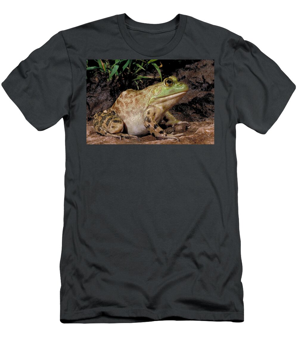 Amphibian T-Shirt featuring the photograph Bullfrog by Robert J. Erwin