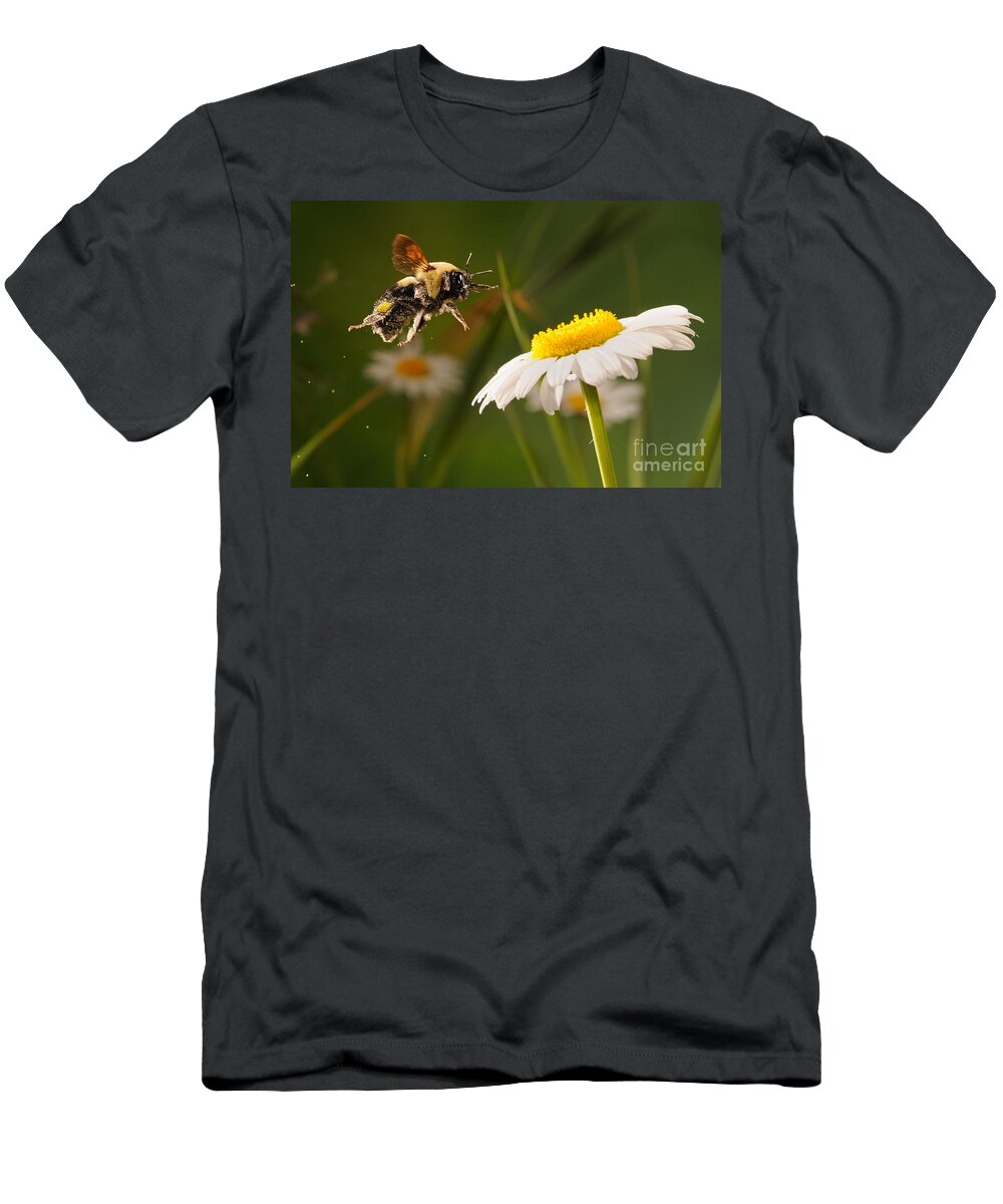 Insect T-Shirt featuring the photograph Bumblebee Pollinates Daisies by Scott Linstead