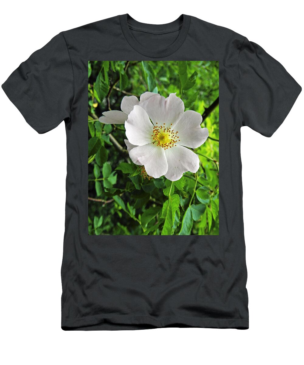 Britain T-Shirt featuring the photograph Burnet Rose - Rosa pimpinellifolia by Rod Johnson