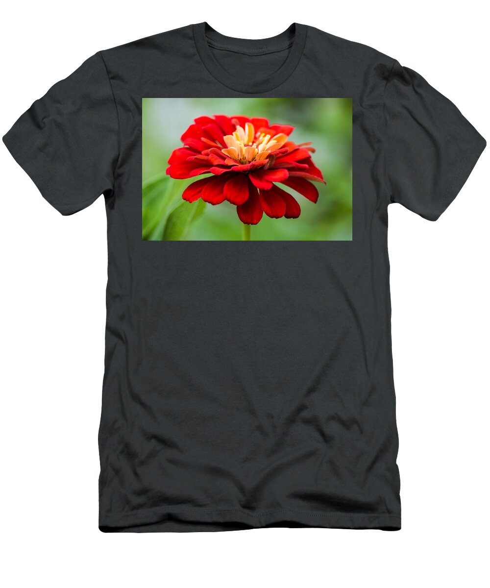 Zinnia T-Shirt featuring the photograph Bursts of Color by Parker Cunningham