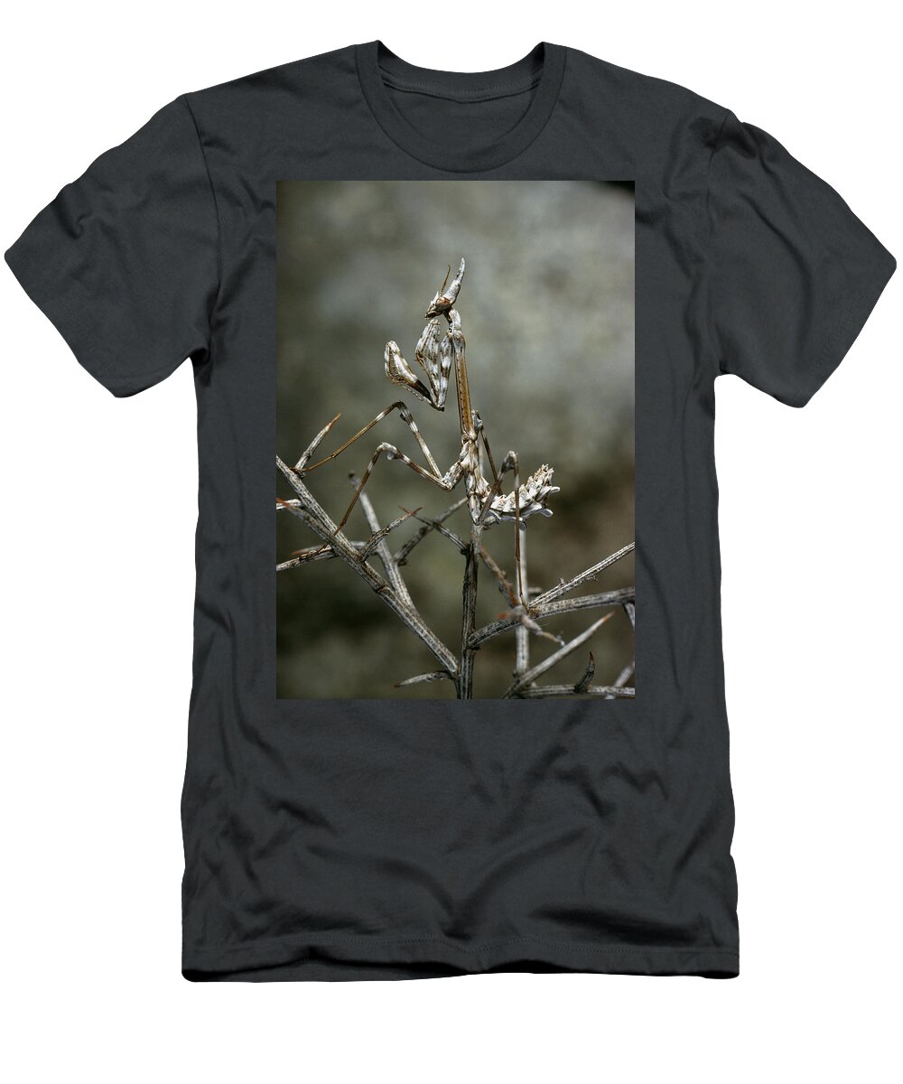 Animal T-Shirt featuring the photograph Camouflaged Mantis by Perennou Nuridsany