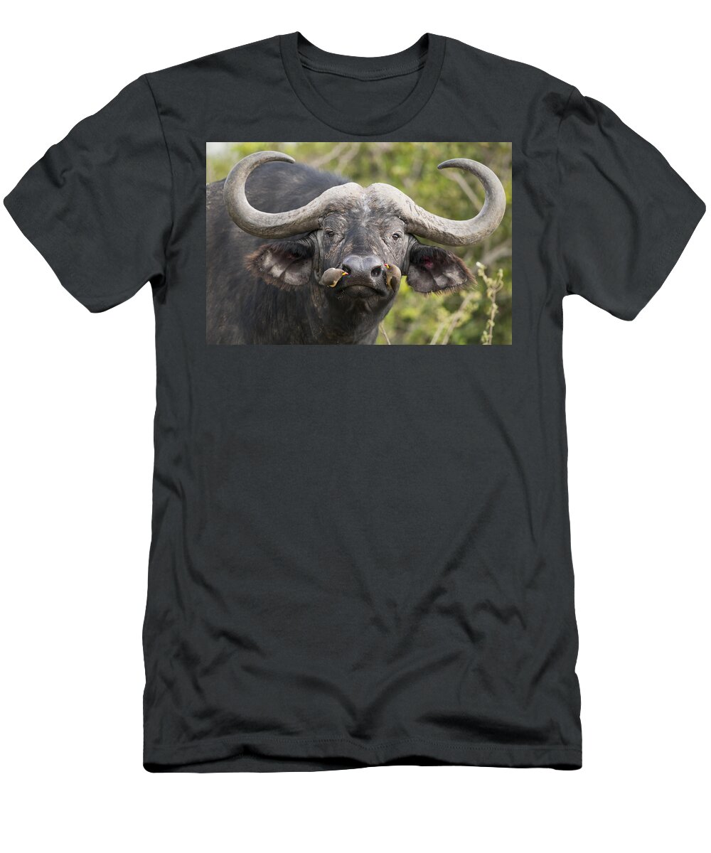 Feb0514 T-Shirt featuring the photograph Cape Buffalo And Yellow-billed Oxpecker by Tui De Roy