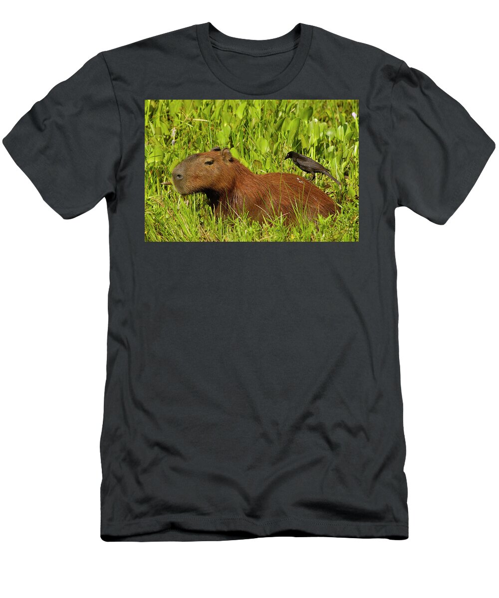00217428 T-Shirt featuring the photograph Capybara and Smooth Billed Ani by Pete Oxford