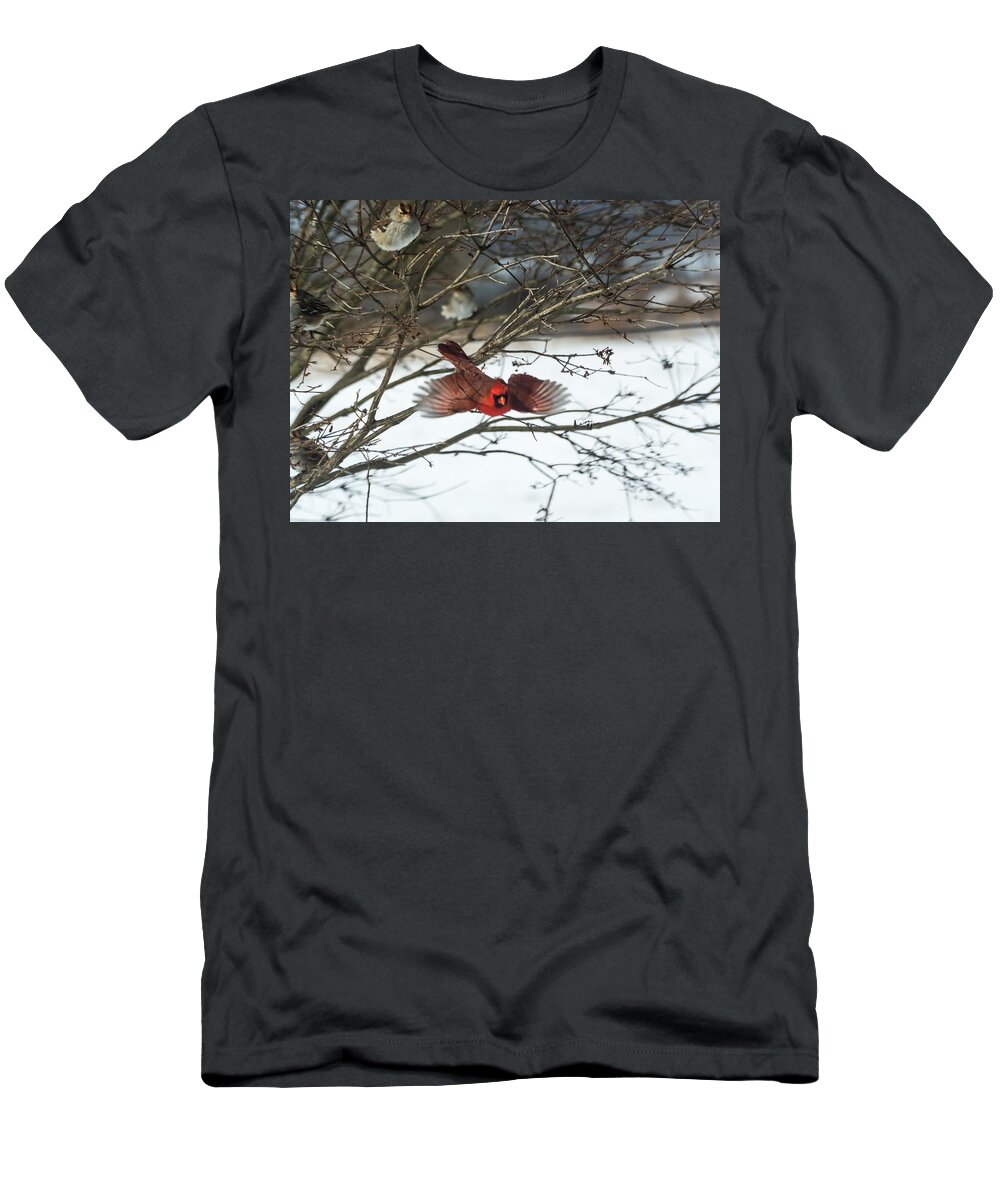 Jan Holden T-Shirt featuring the photograph Cardinal in Flight by Holden The Moment