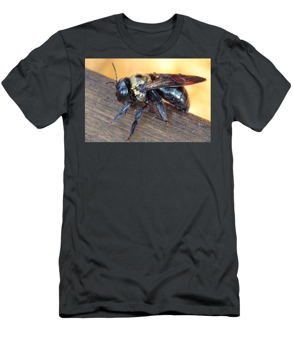 Wet Carpenter Bee T-Shirt featuring the photograph Carpenter Bee Xylocopa virginica by Daniel Reed