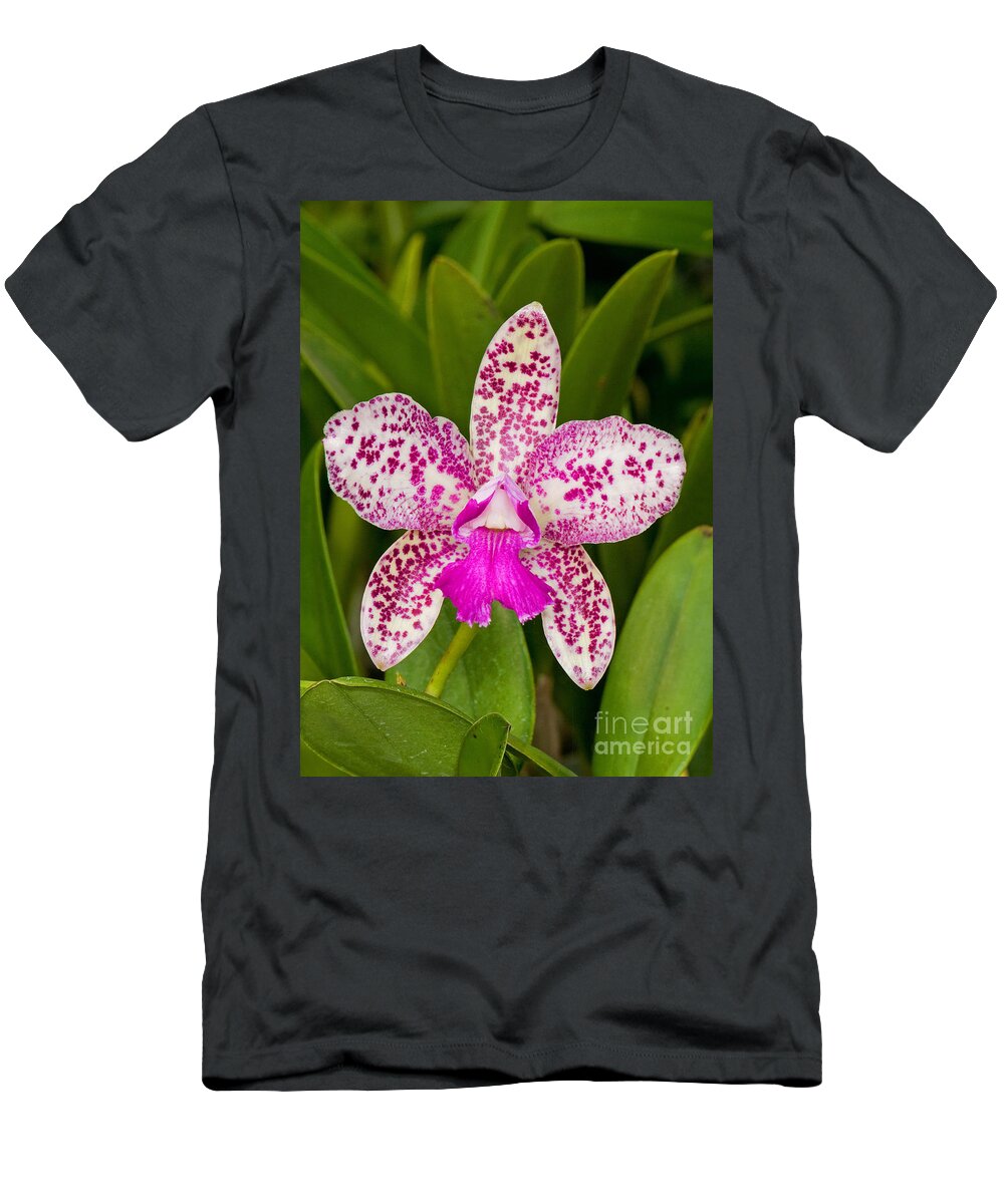 Nature T-Shirt featuring the photograph Cattleya Caudebec, Carmela Orchid by Millard H. Sharp