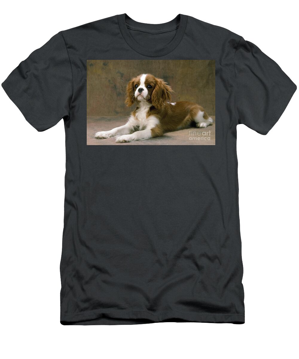Cavalier King Charles T-Shirt featuring the photograph Cavalier King Charles Spaniel Dog Lying by John Daniels