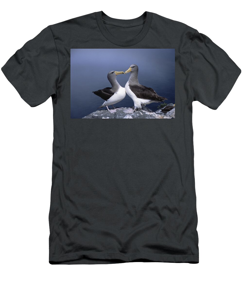 Feb0514 T-Shirt featuring the photograph Chatham Albatross Courting Pair Chatham by Tui De Roy