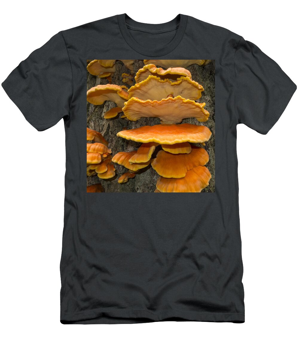 Feb0514 T-Shirt featuring the photograph Chicken Of The Woods Aucke Lake Alaska by Flip Nicklin
