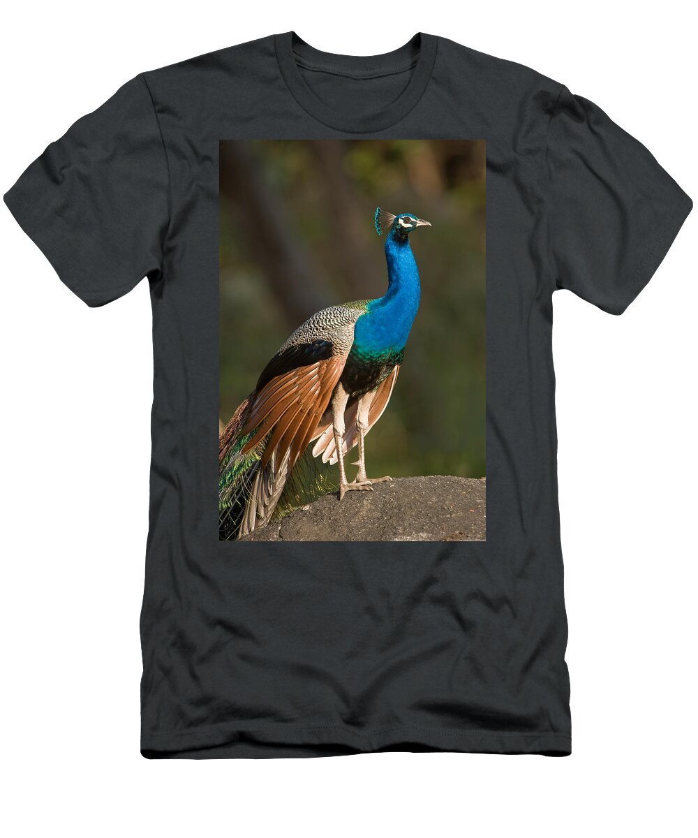 Photography T-Shirt featuring the photograph Close-up Of A Peacock, Bandhavgarh by Panoramic Images