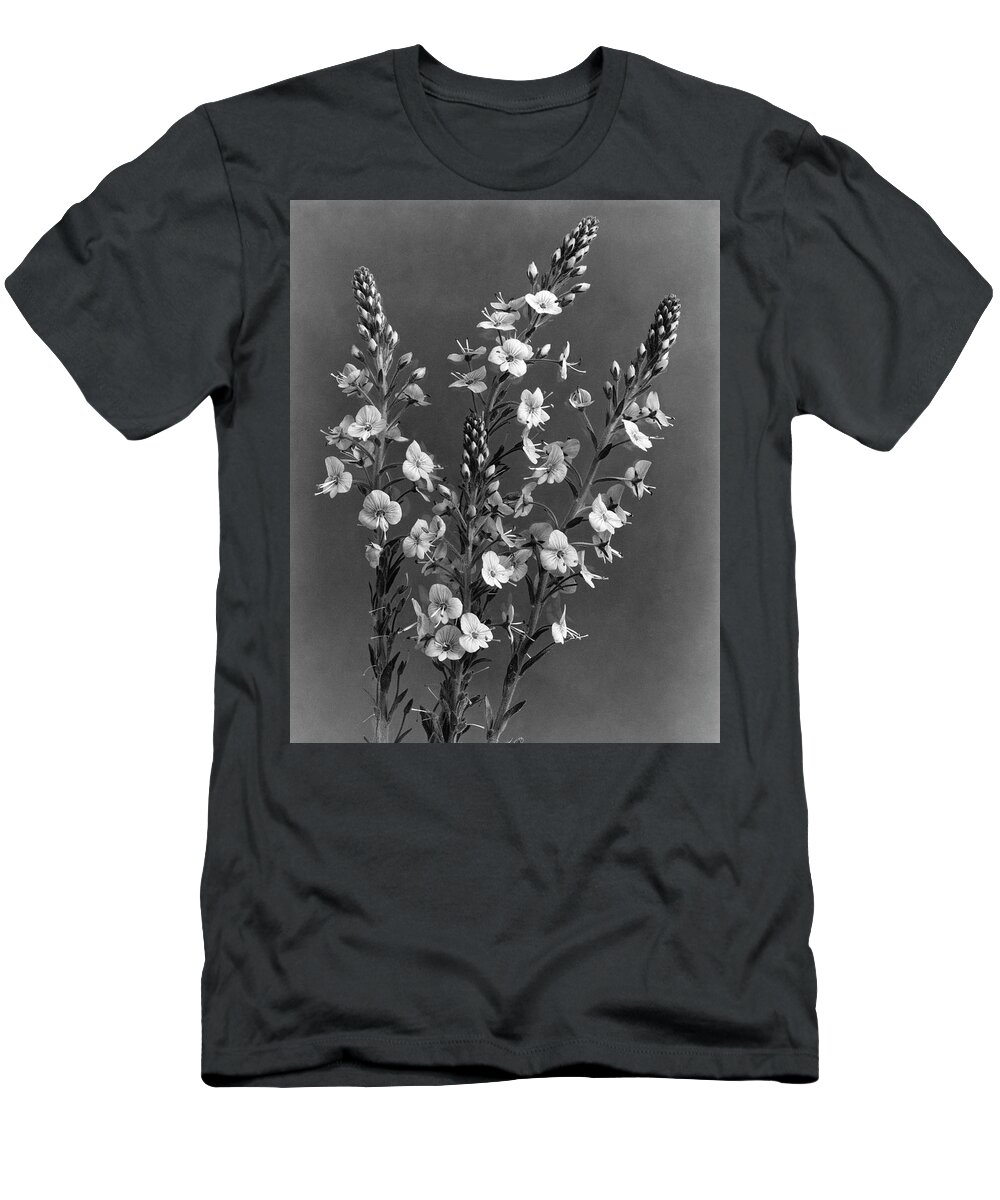 Flowers T-Shirt featuring the photograph Close Up Of Gentian Speedwell Flowers by J. Horace McFarland