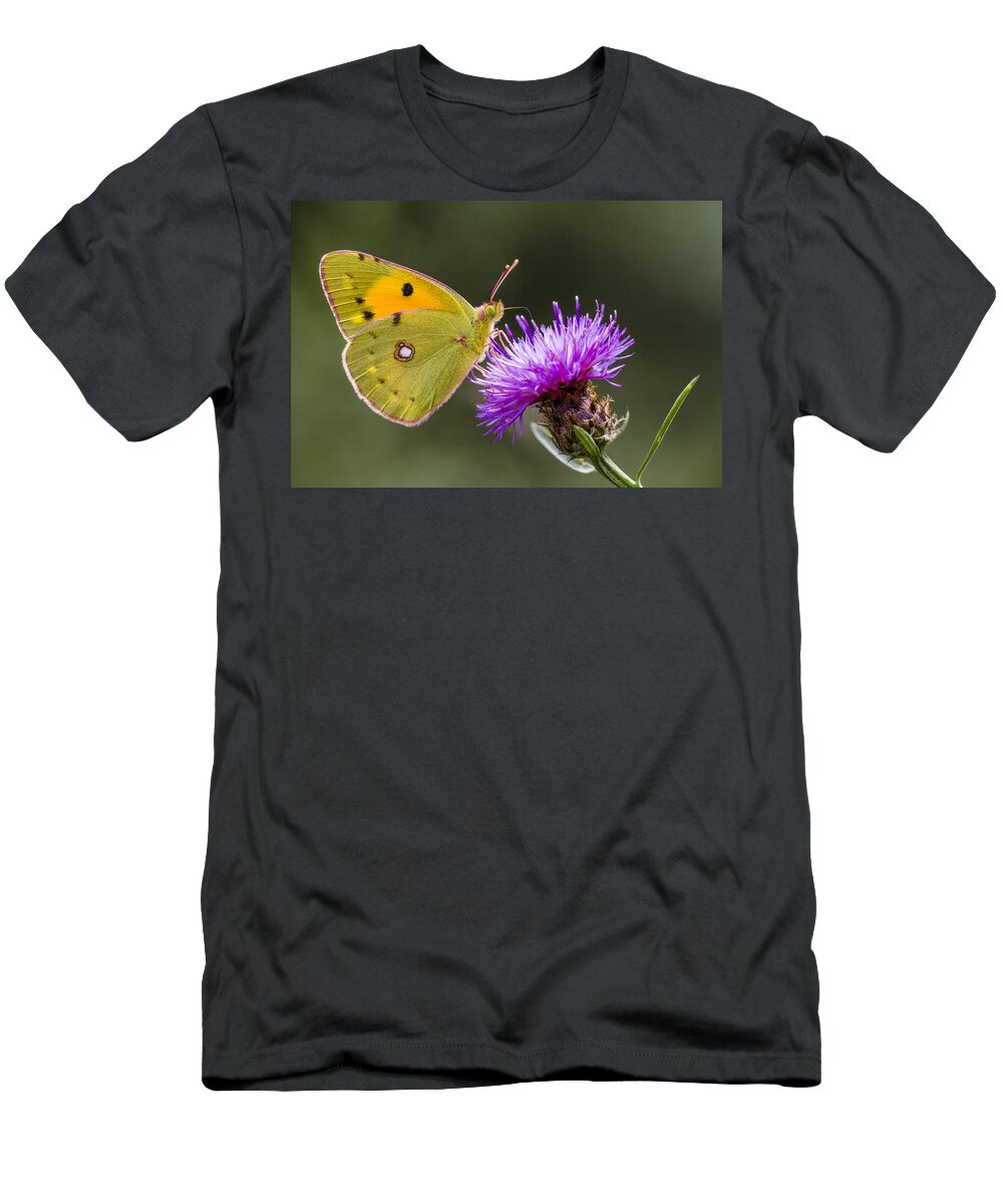 Nis T-Shirt featuring the photograph Clouded Yellow Butterfly Feeding by Alex Huizinga