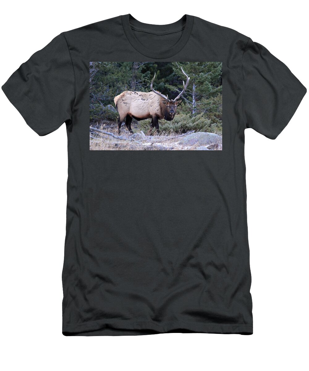 Bull Elk T-Shirt featuring the photograph Colorado Bull Elk #1 by Shane Bechler