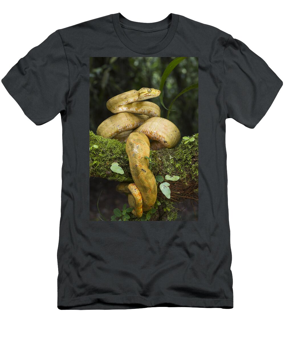 Pete Oxford T-Shirt featuring the photograph Common Tree Boa -yellow Morph by Pete Oxford