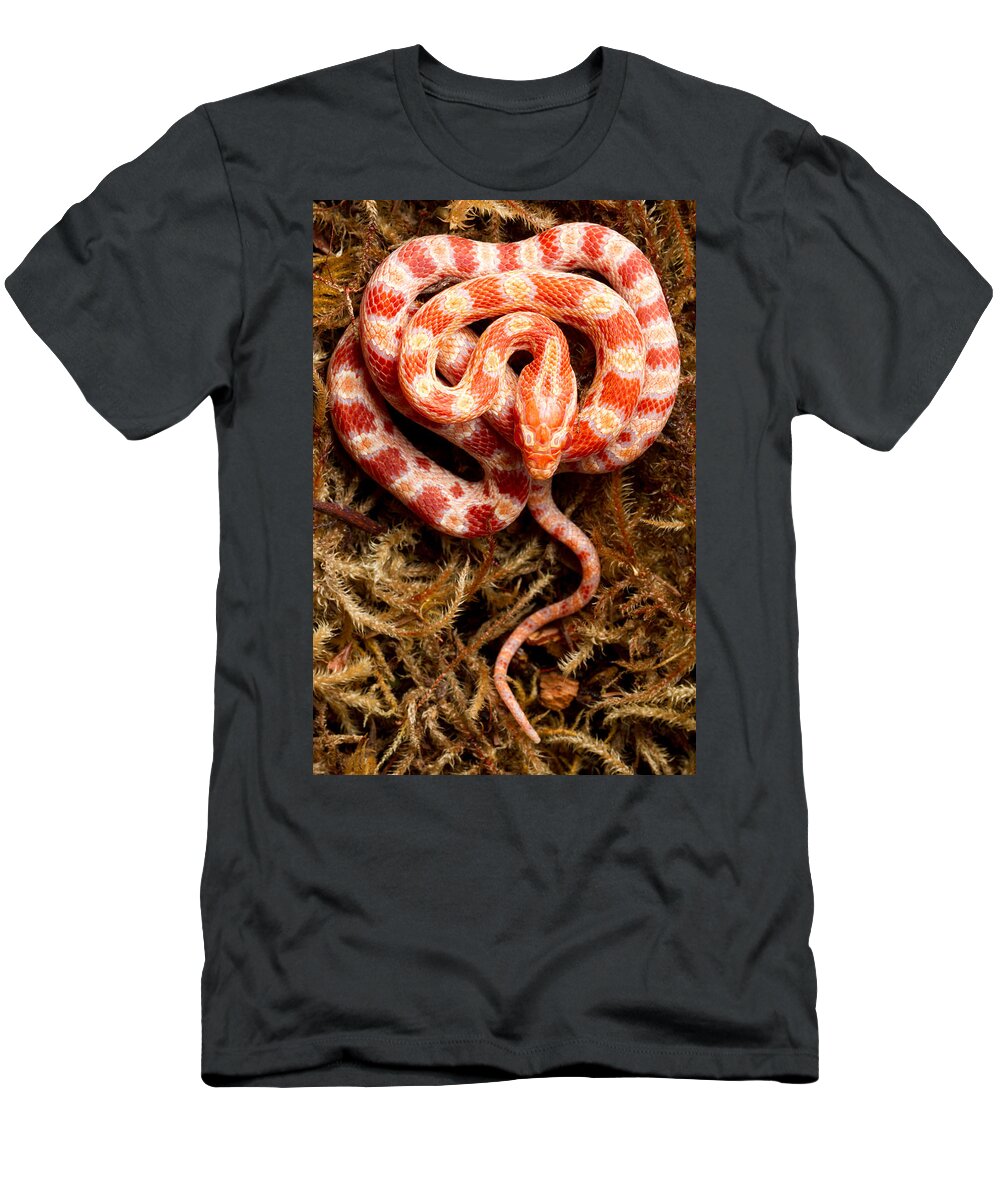 Nature T-Shirt featuring the photograph Corn Snake Pantherophis Guttatus On Moss by David Kenny