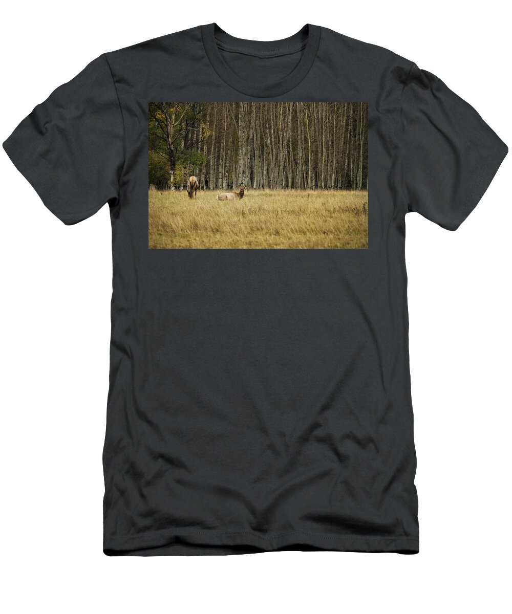 Elk T-Shirt featuring the photograph Cow Elk Resting - Grand Tetons by Belinda Greb