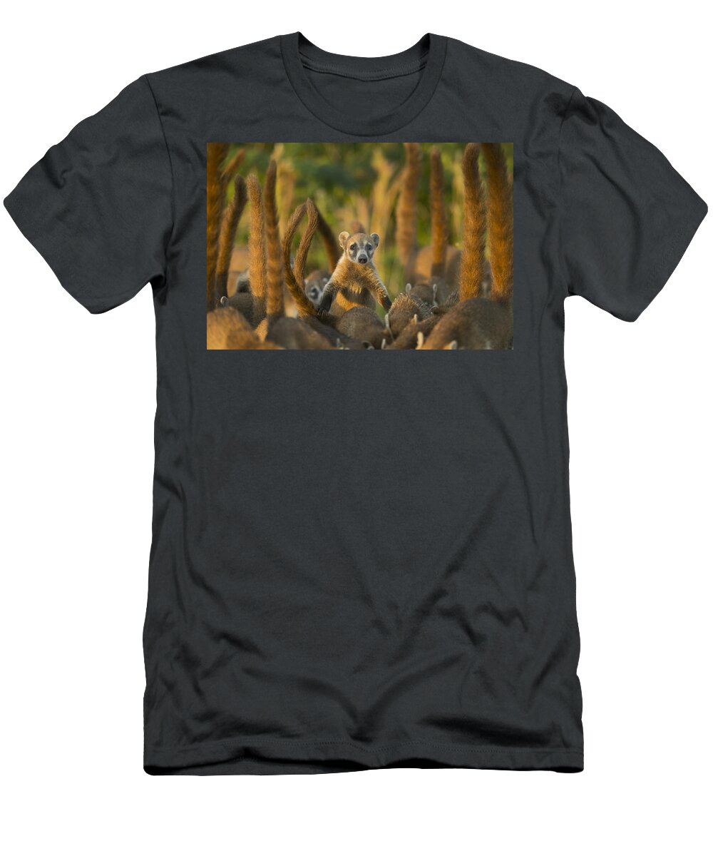 Kevin Schafer T-Shirt featuring the photograph Cozumel Island Coati Cozumel Island by Kevin Schafer
