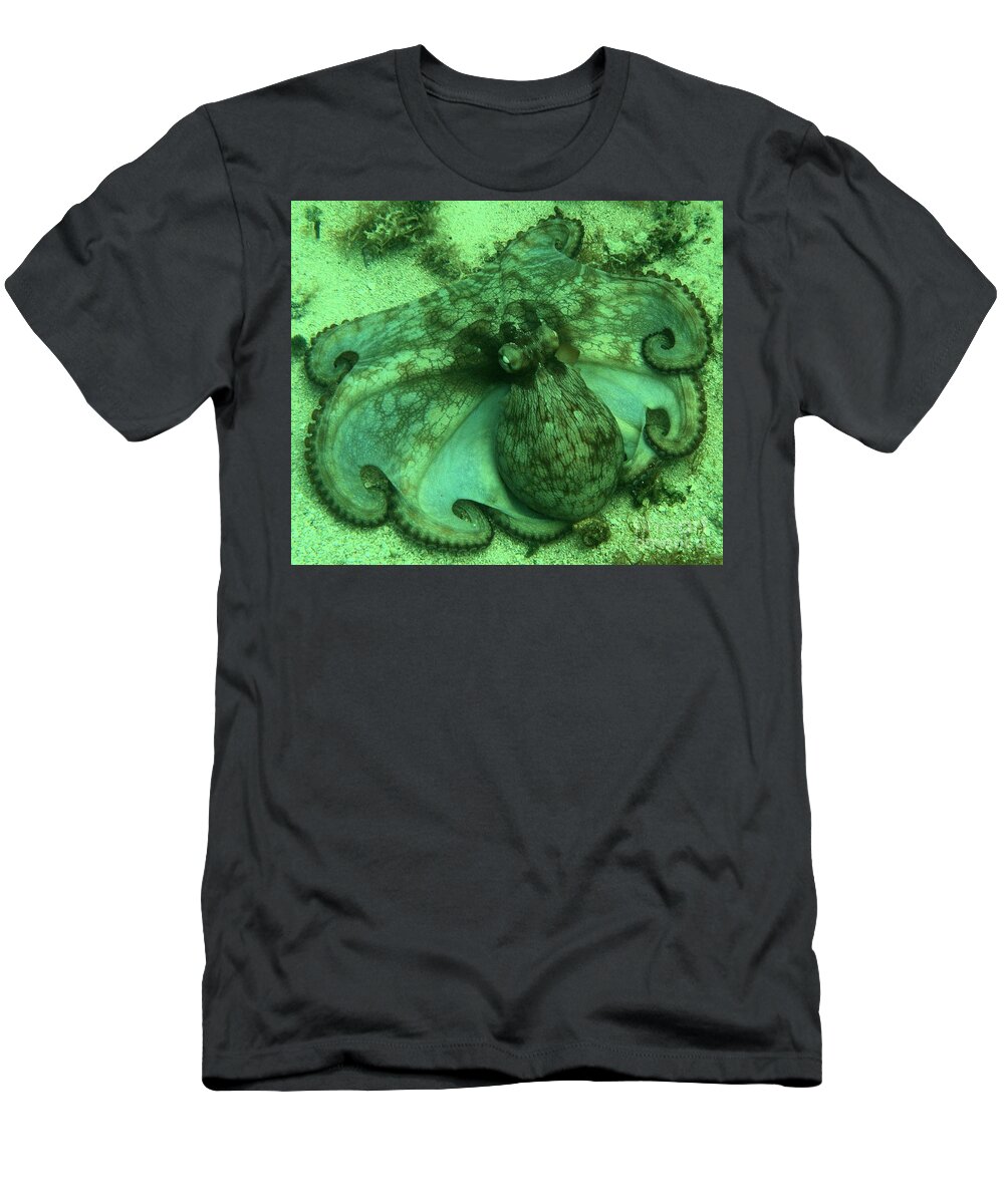 Common Octopus T-Shirt featuring the photograph Cozumel Octopus by Adam Jewell