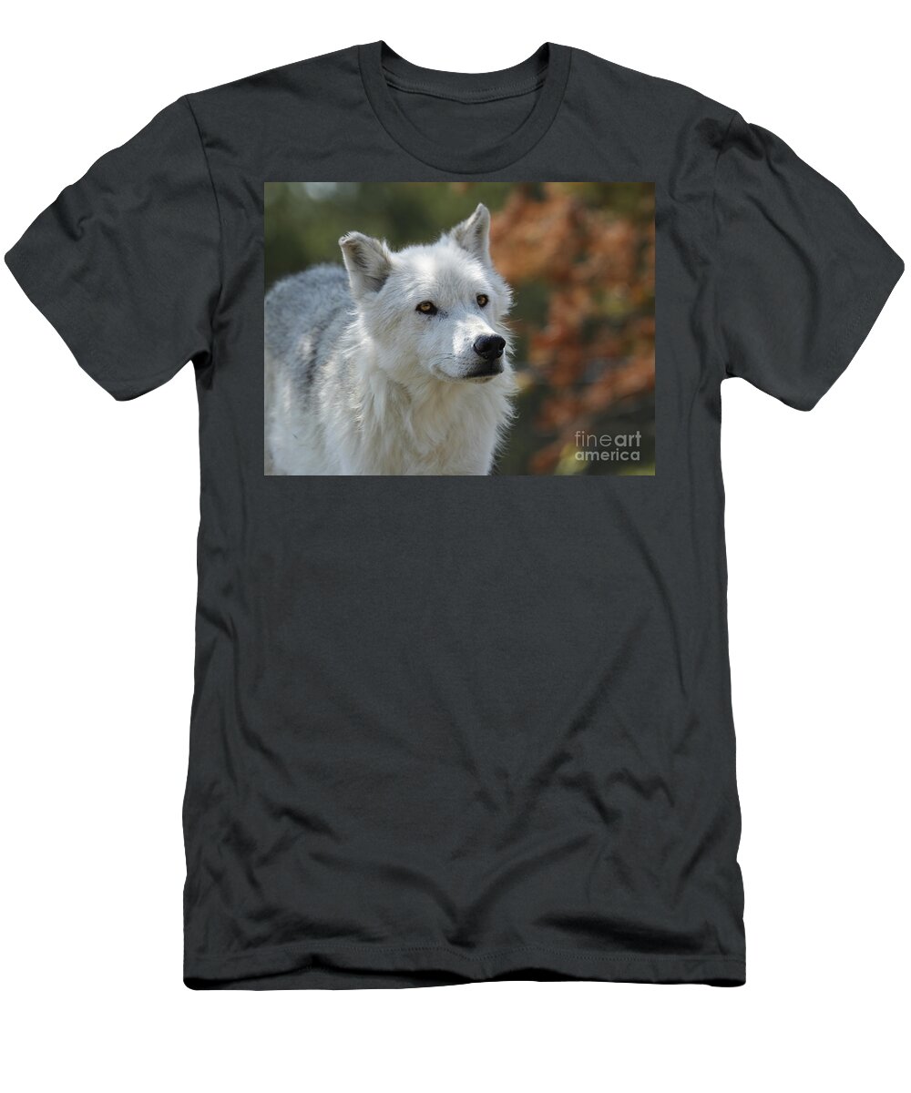 Wolf Fight T-Shirt featuring the photograph Curiosity by Steve McKinzie