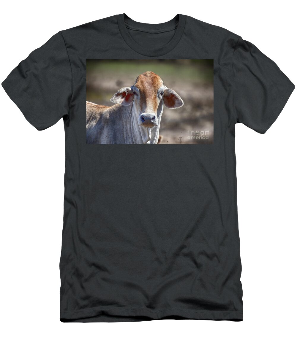 Brahman T-Shirt featuring the photograph Curious V5 by Douglas Barnard