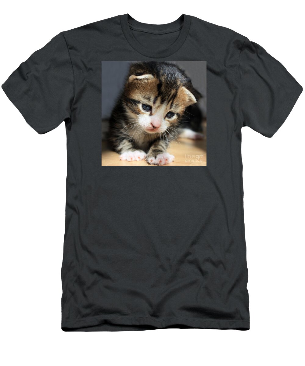 Kitten T-Shirt featuring the photograph Daydreamer Kitten by Terri Waters