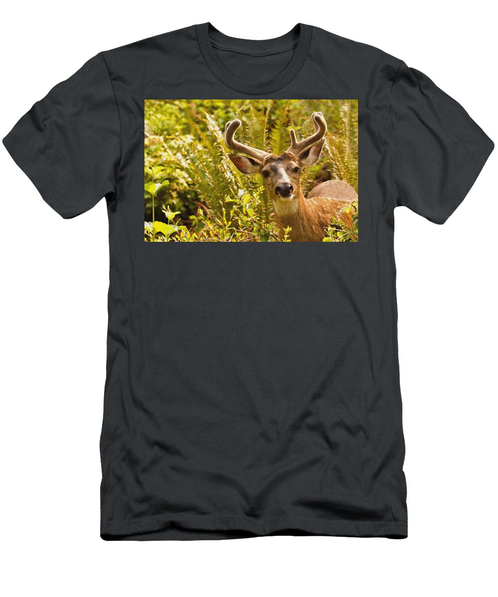 Deer T-Shirt featuring the photograph Deer Buck in Velvet by Peggy Collins