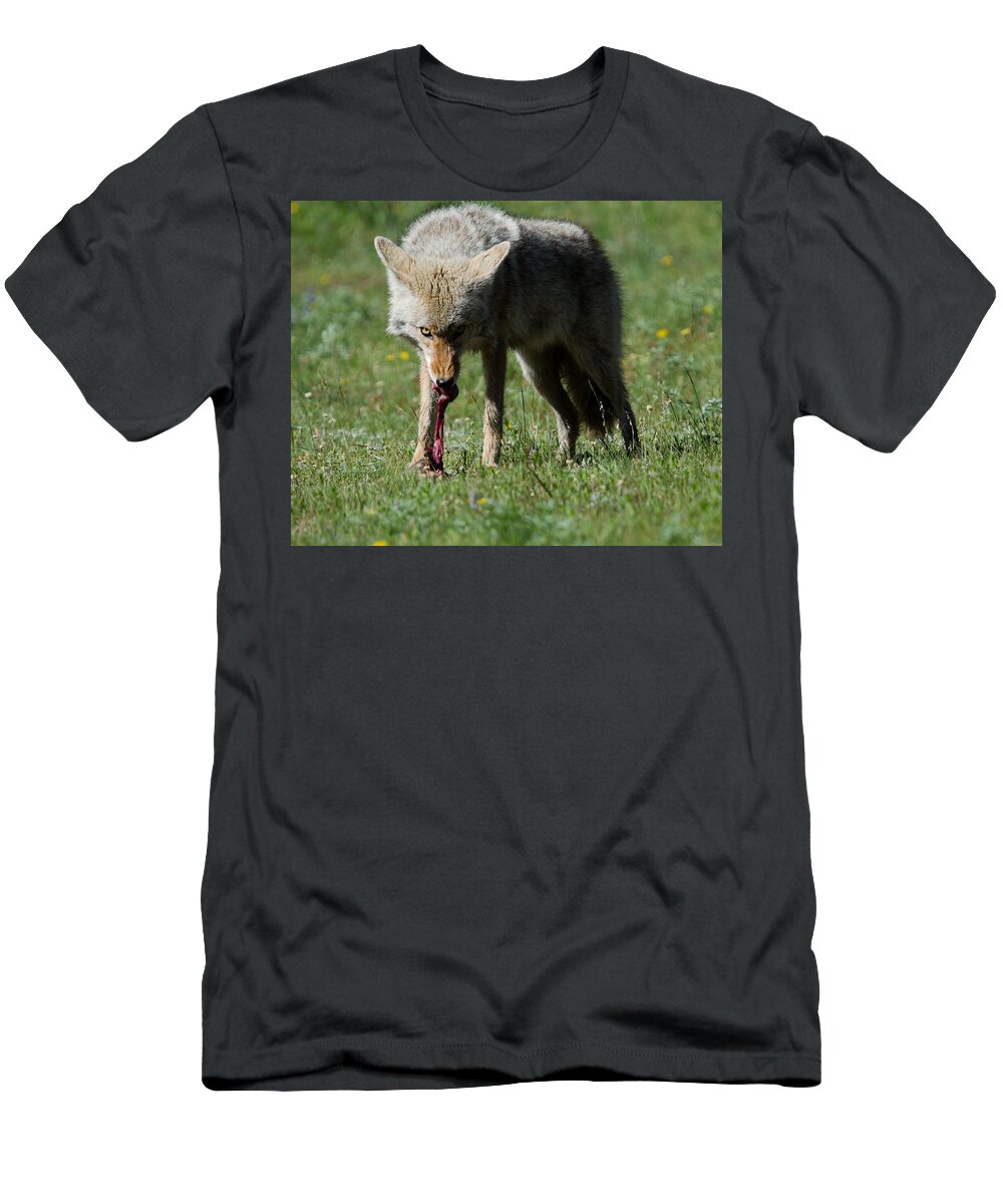 Coyote T-Shirt featuring the photograph Dinner by Gary Wightman