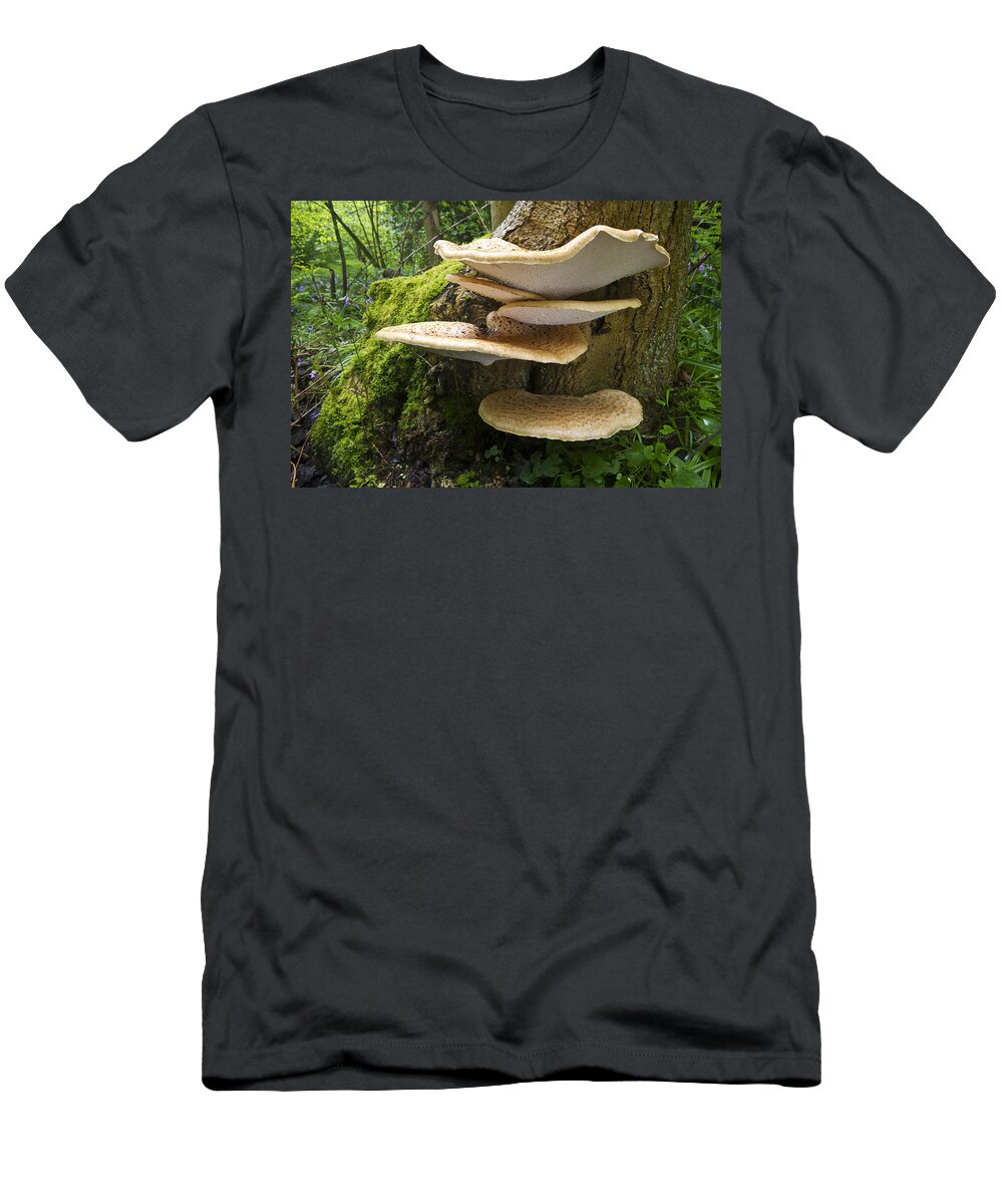 Nis T-Shirt featuring the photograph Dryads Saddle Mushrooms On Tree Trunk by Edwin Rem