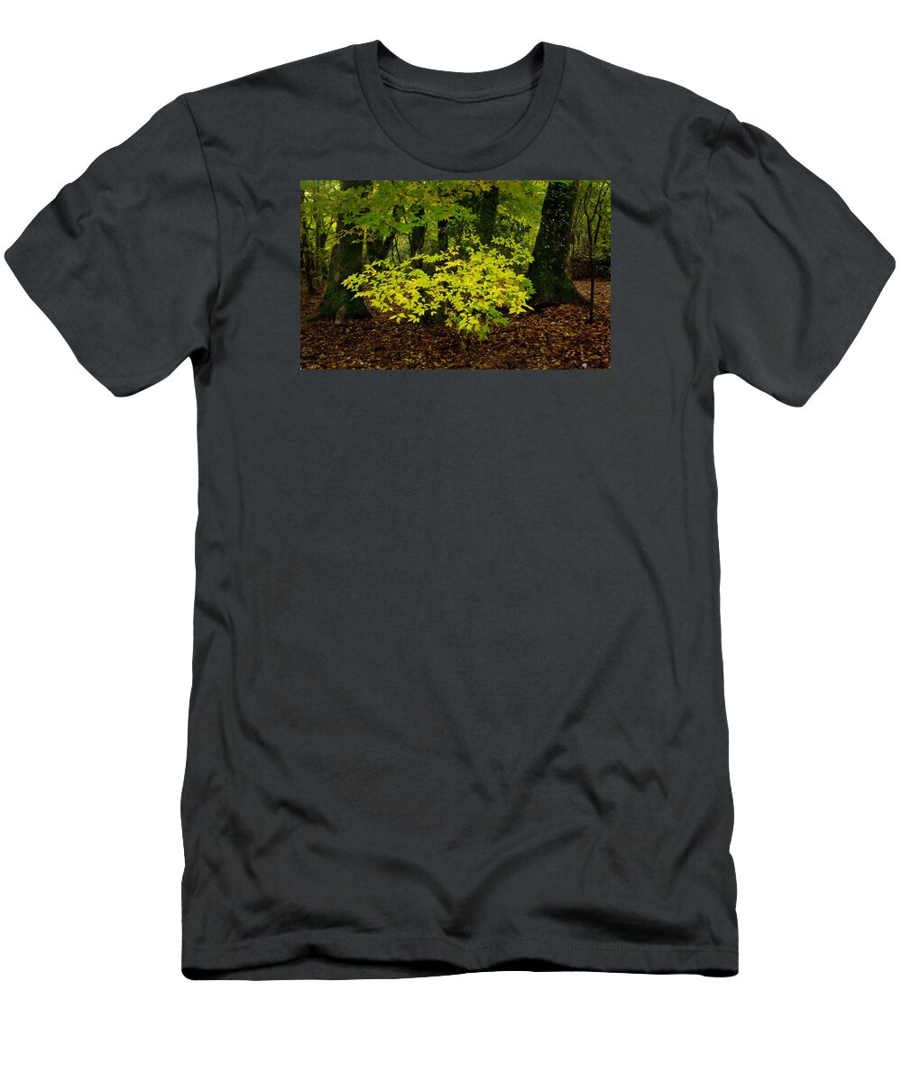 Fall T-Shirt featuring the photograph Early Fall In Bidwell Park by Robert Woodward