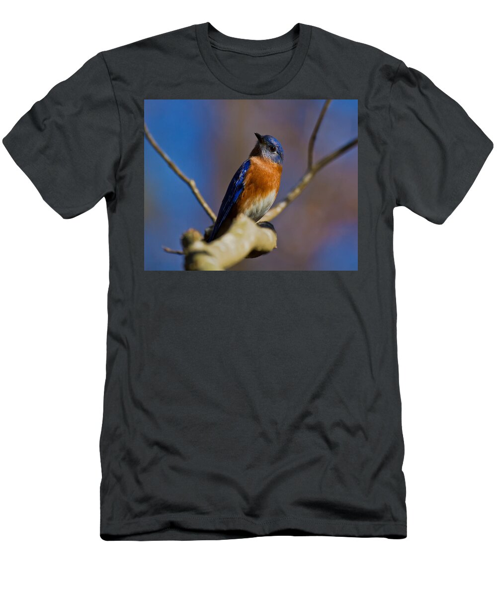 Bluebird T-Shirt featuring the photograph Eastern Bluebird by Robert L Jackson