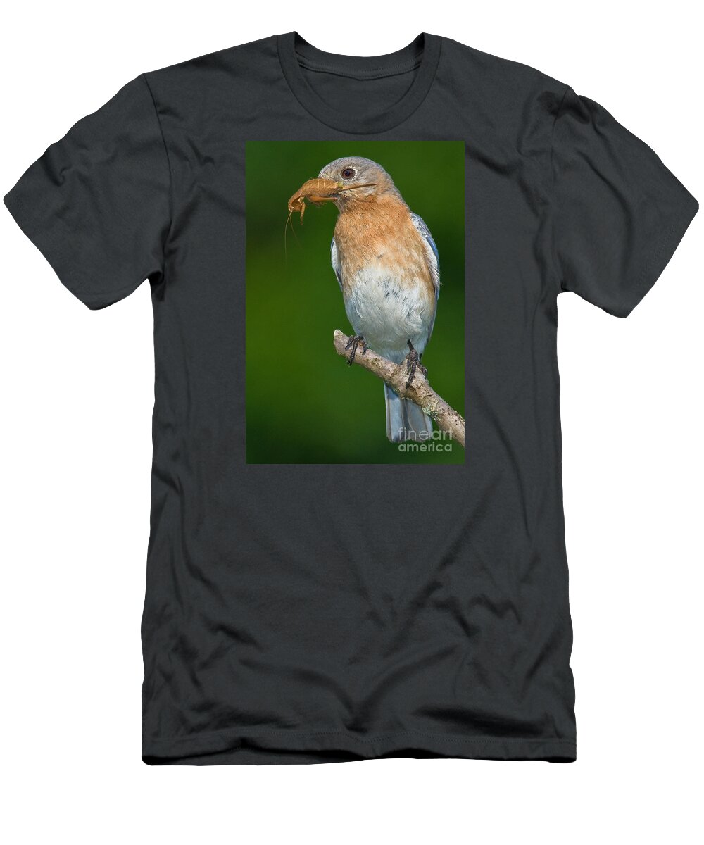 Eastern Bluebird T-Shirt featuring the photograph Eastern Bluebird with Katydid by Jerry Fornarotto