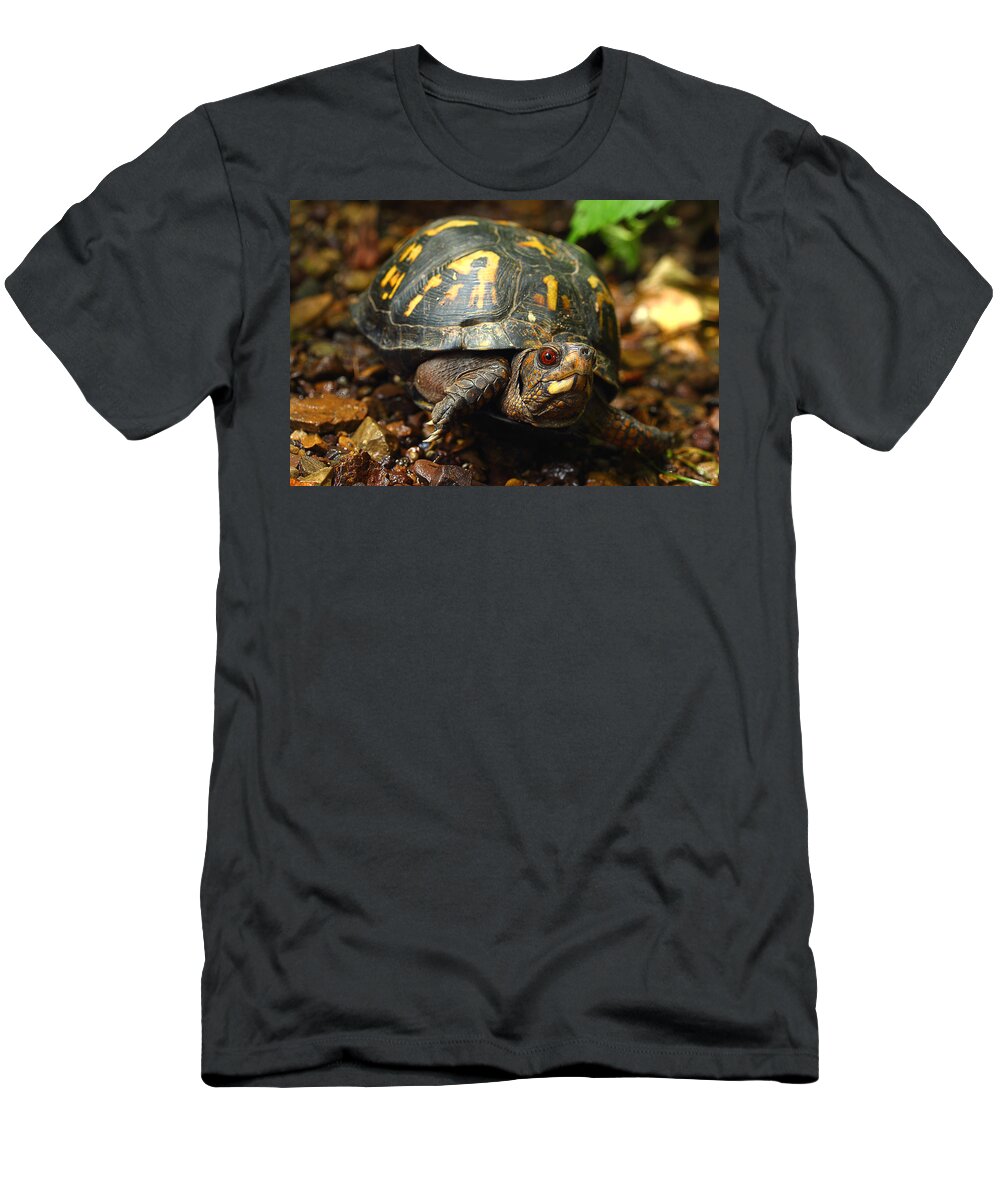 Eastern Box Turtle T-Shirt featuring the photograph Eastern Box Turtle by Michael Eingle