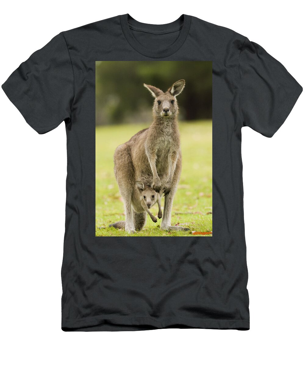Sebastian Kennerknecht T-Shirt featuring the photograph Eastern Grey Kangaroo With Joey Peering by Sebastian Kennerknecht