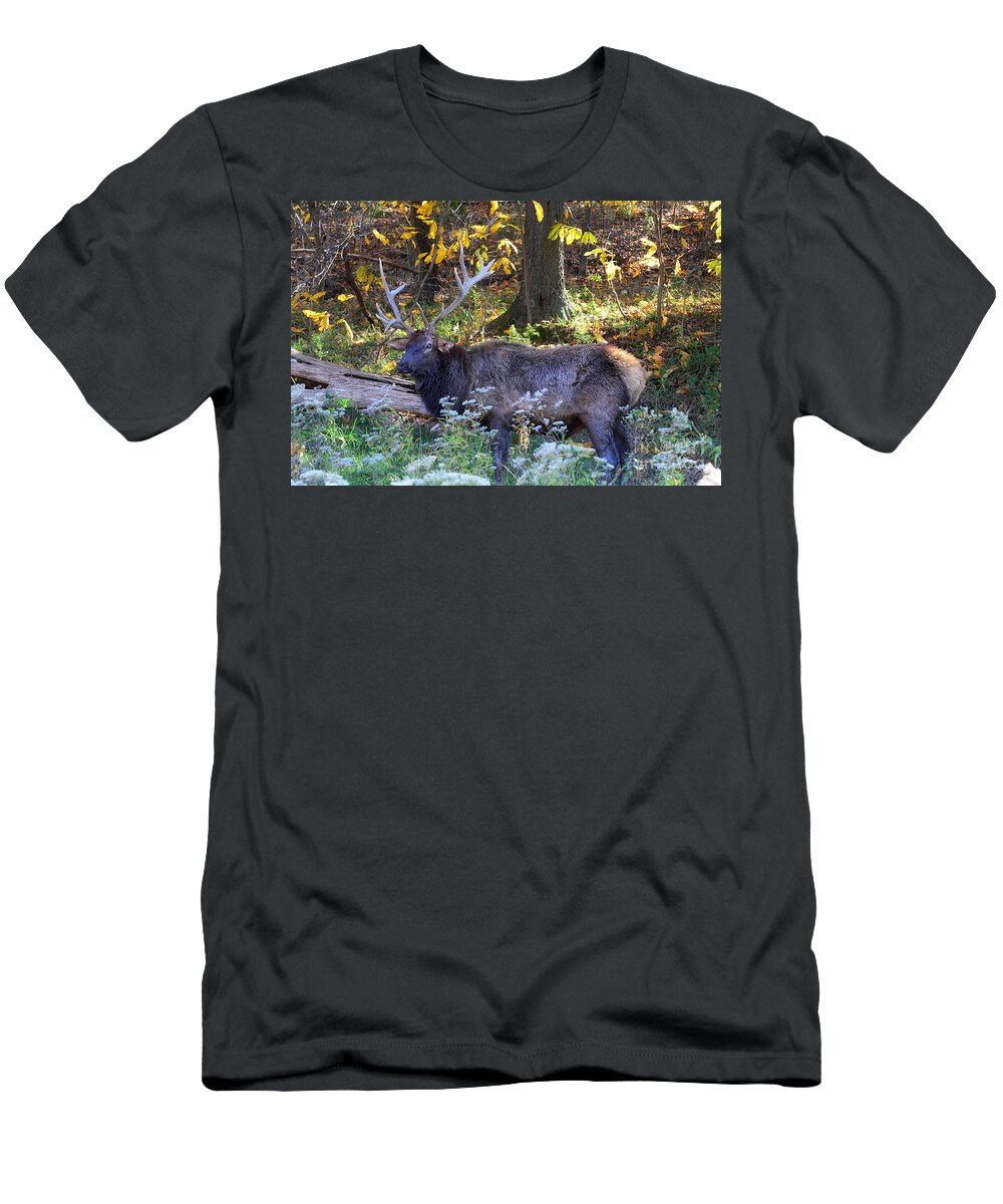 Landscape T-Shirt featuring the photograph Elk in Autumn Meadow by Peggy Franz